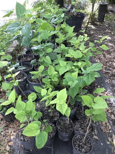 plant/Black Austurkey Mulberry Sappling-7-thumbnail