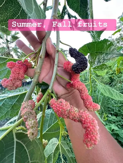 plant/Black Austurkey Mulberry Sappling-4-thumbnail