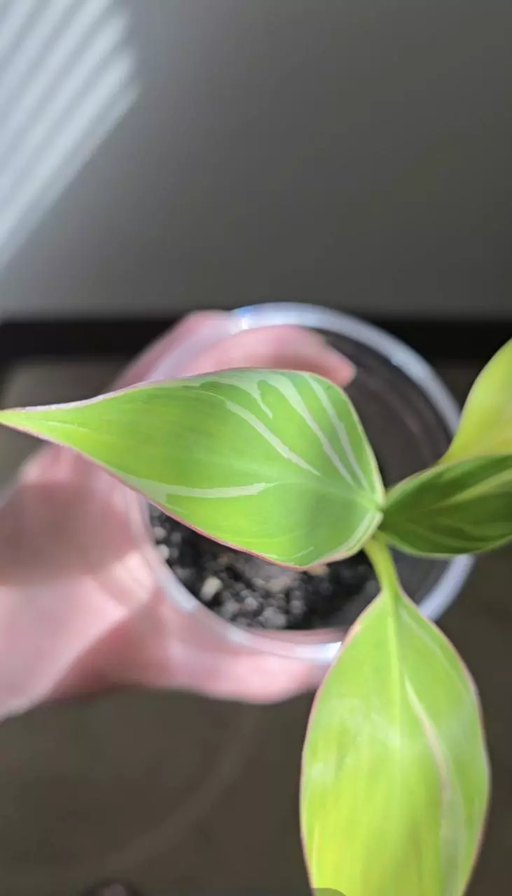 plant/FL Musa NoNo Pink Variegation-0