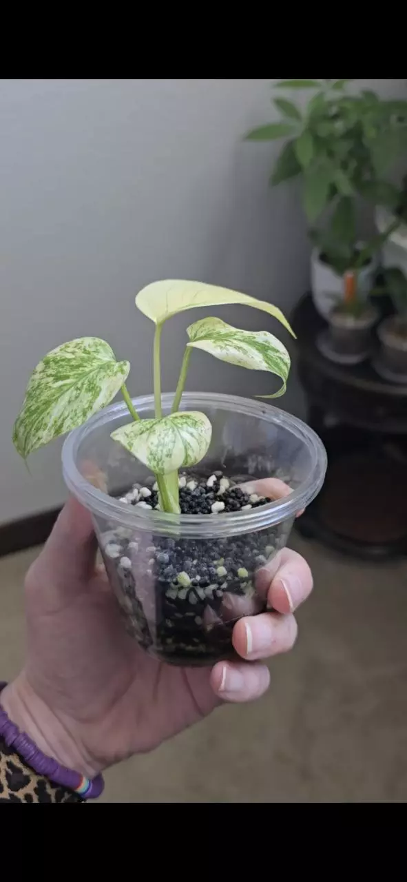 plant/Monstera White Monster Plant-3