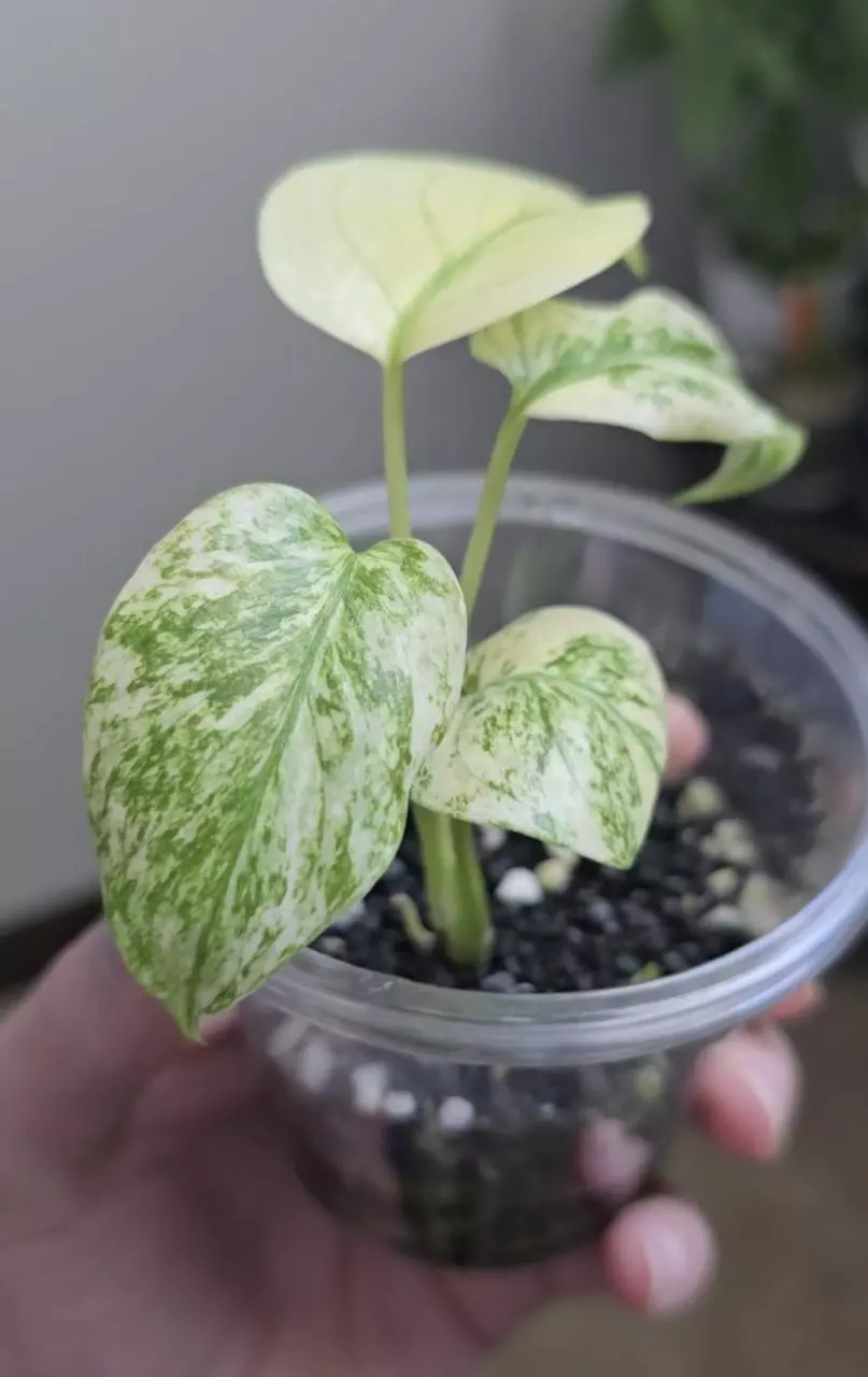 plant/Monstera White Monster Plant-1
