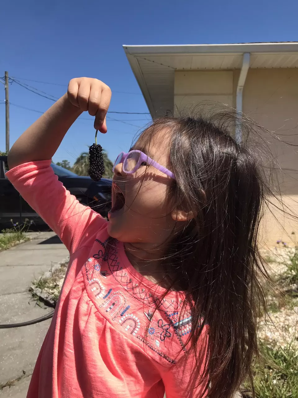 plant/Black Austurkey Mulberry Sappling-1