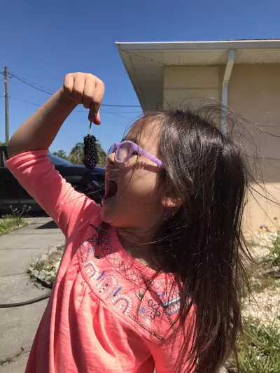 plant/Black Austurkey Mulberry Sappling-1-thumbnail