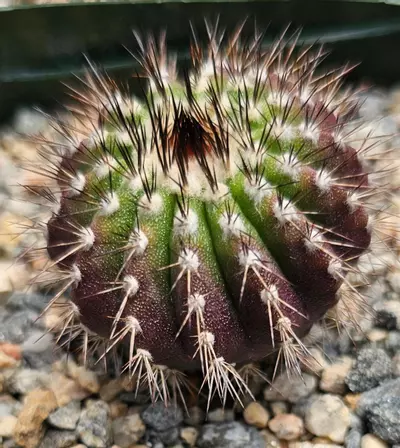 plant/Uebelmannia pectinifera-0-thumbnail