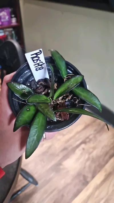 plant/Hoya Rosita-0-thumbnail