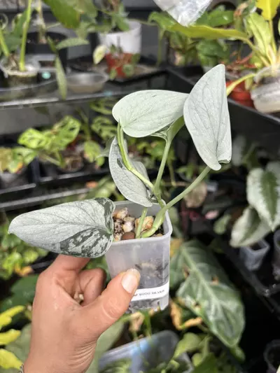 plant/Sooo silver scindapsus plant (GC)-2-thumbnail