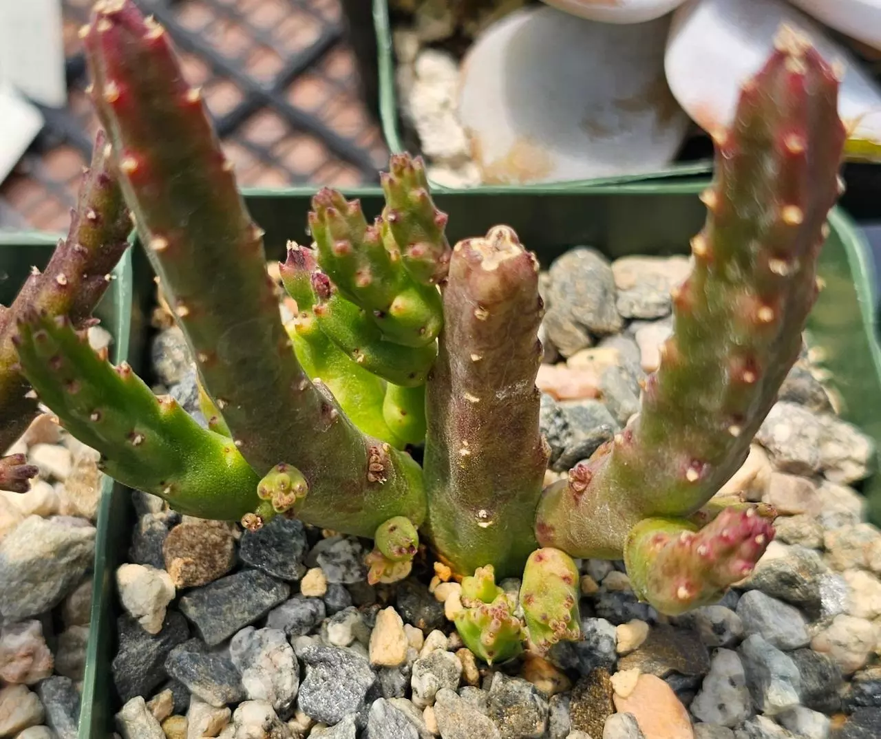 plant/Stapelia paniculata-0