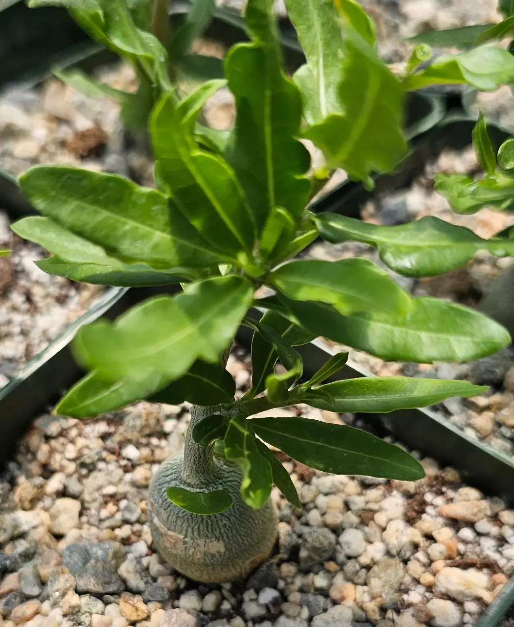 plant/Fockea edulis-0