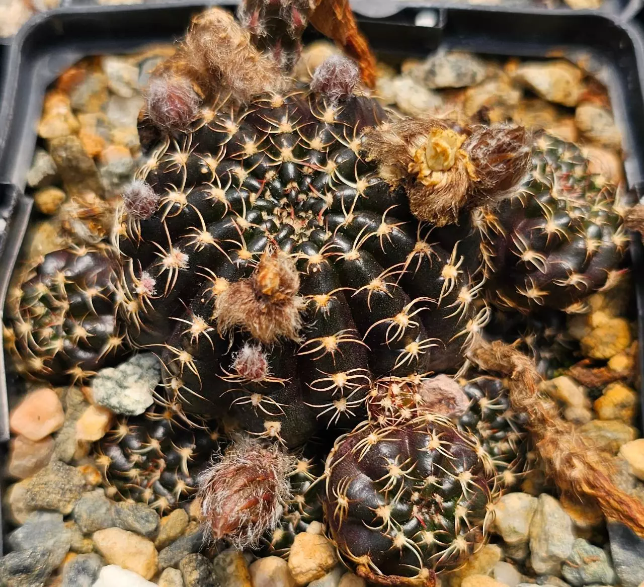 plant/Lobivia arachnacantha-0