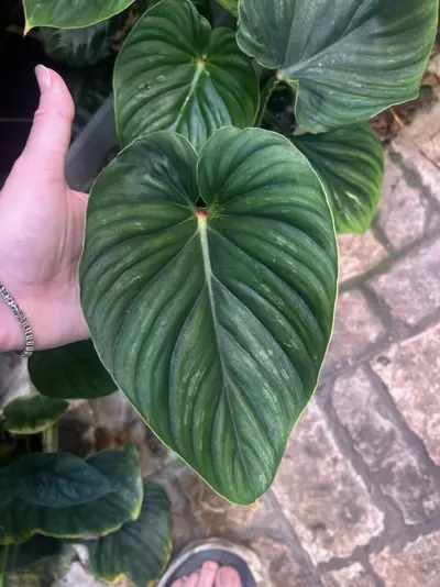 plant/Philodendron Plowmanii-0-thumbnail
