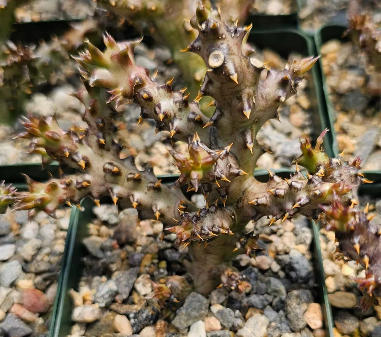 plant/Edithcolea grandis-0