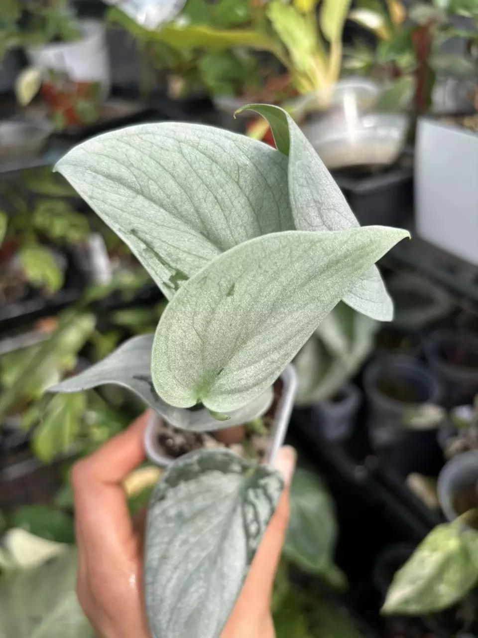 plant/Sooo silver scindapsus plant (GC)-0