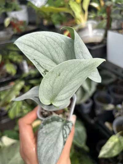plant/Sooo silver scindapsus plant (GC)-0-thumbnail