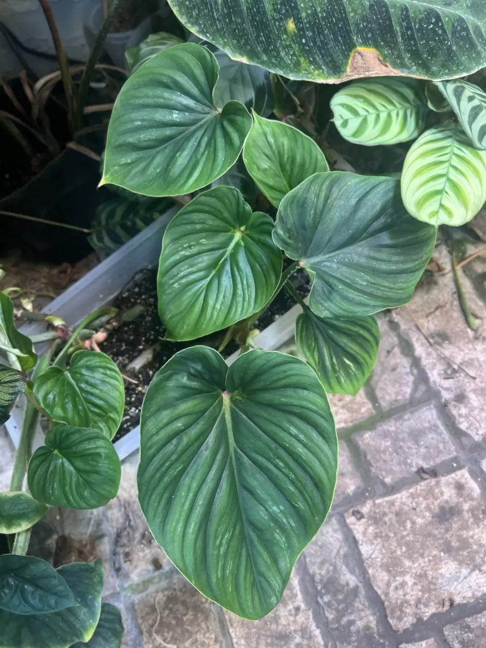 plant/Philodendron Plowmanii-1