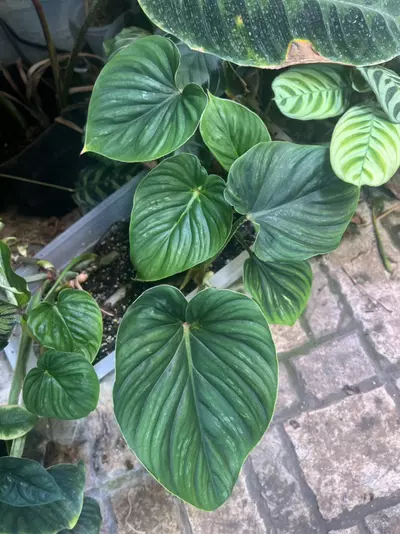plant/Philodendron Plowmanii-1-thumbnail