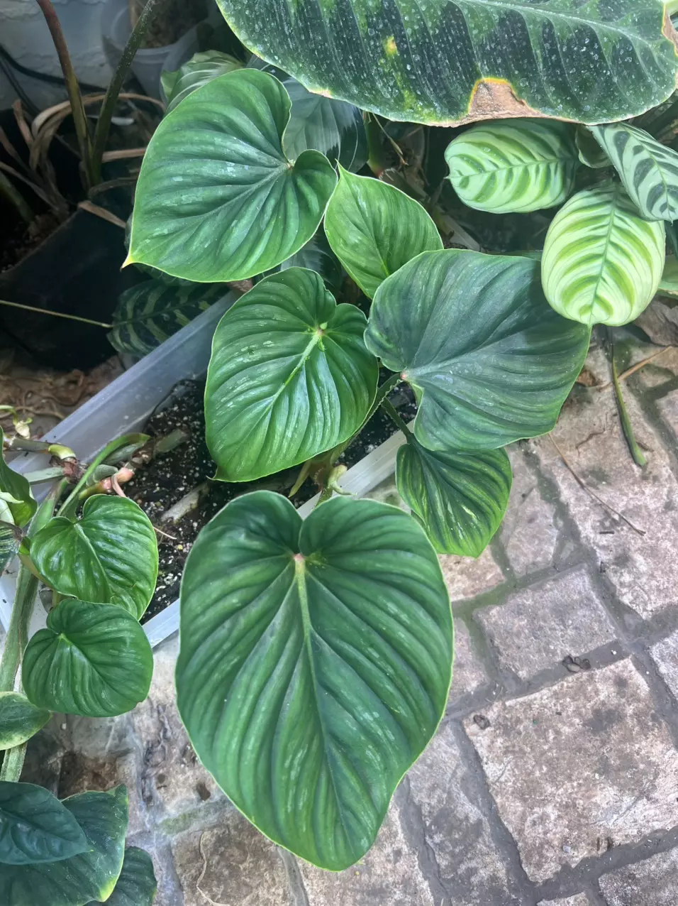 plant/Philodendron Plowmanii-3