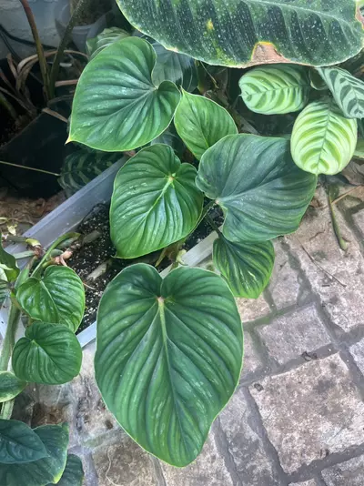 plant/Philodendron Plowmanii-3-thumbnail