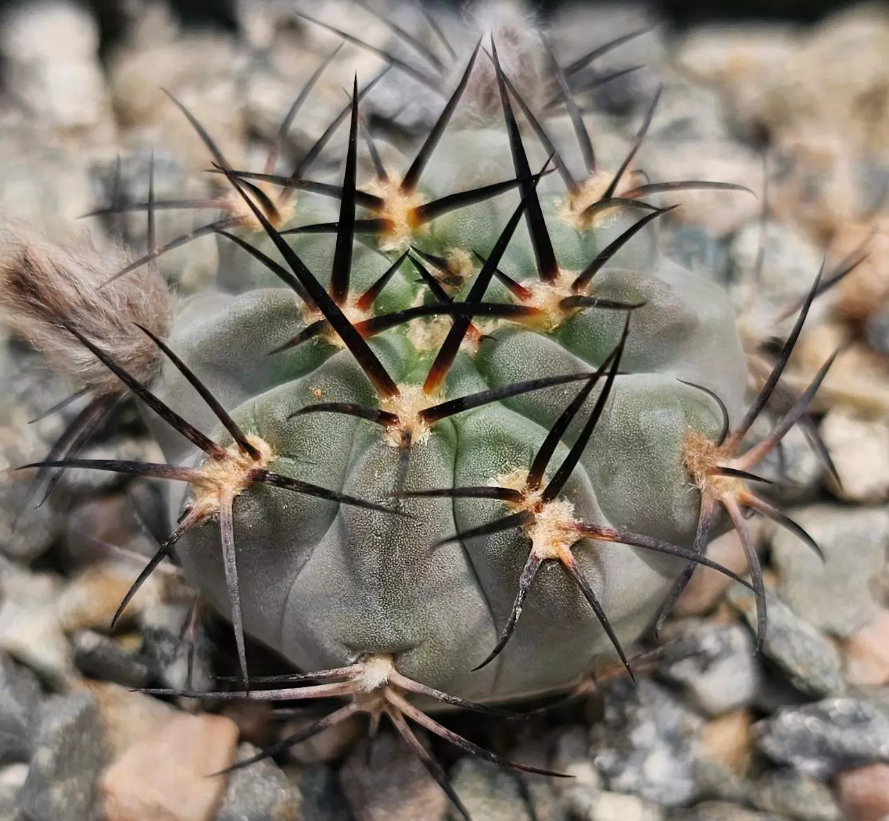 plant/Acanthocalycium glaucum-0