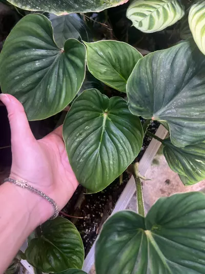 plant/Philodendron Plowmanii-2-thumbnail