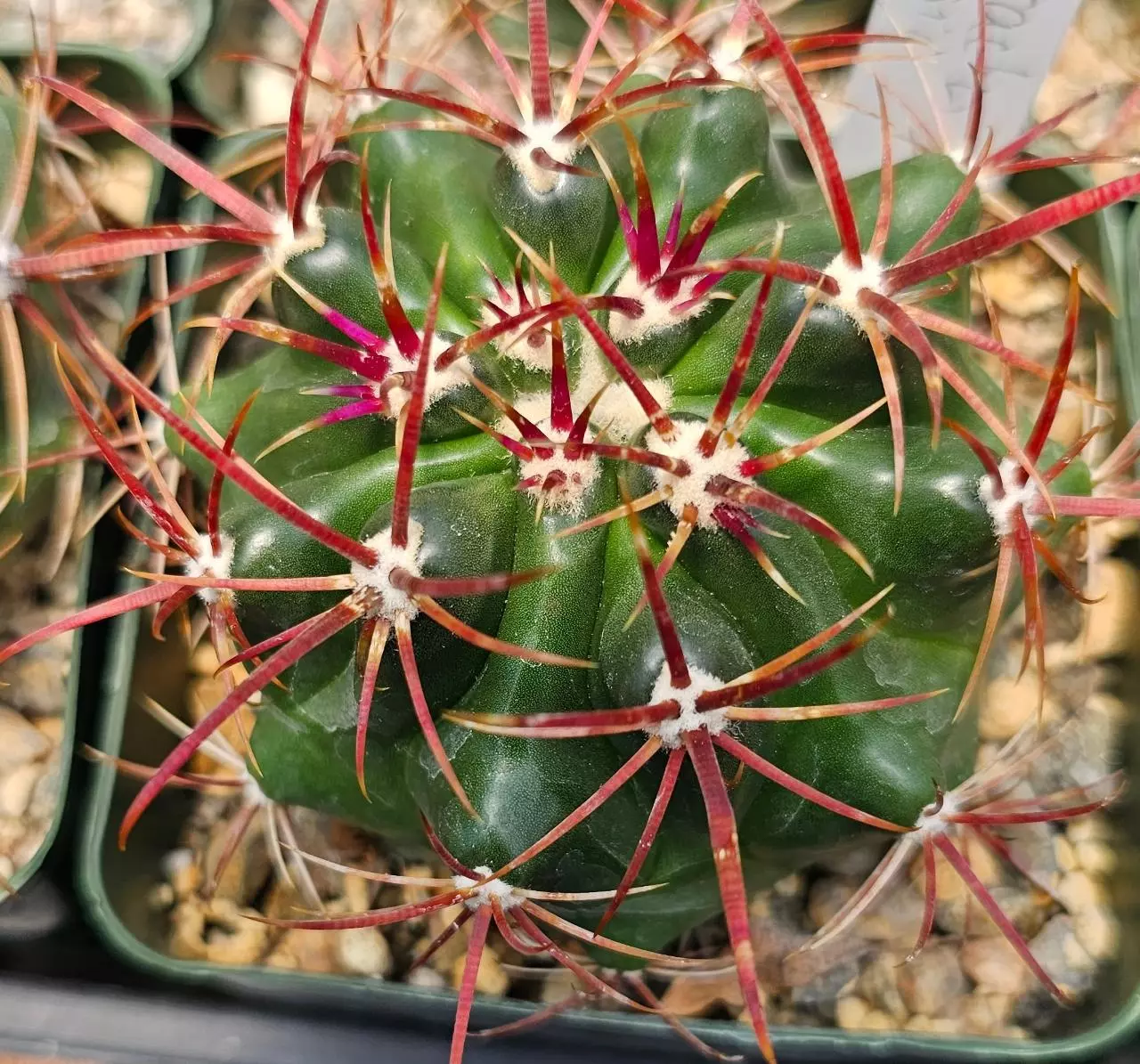 plant/Ferocactus viridescens-0