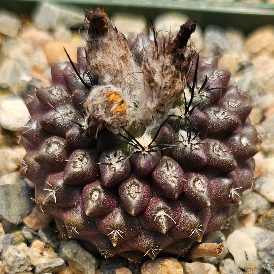 plant/Eriosyce vexata-0