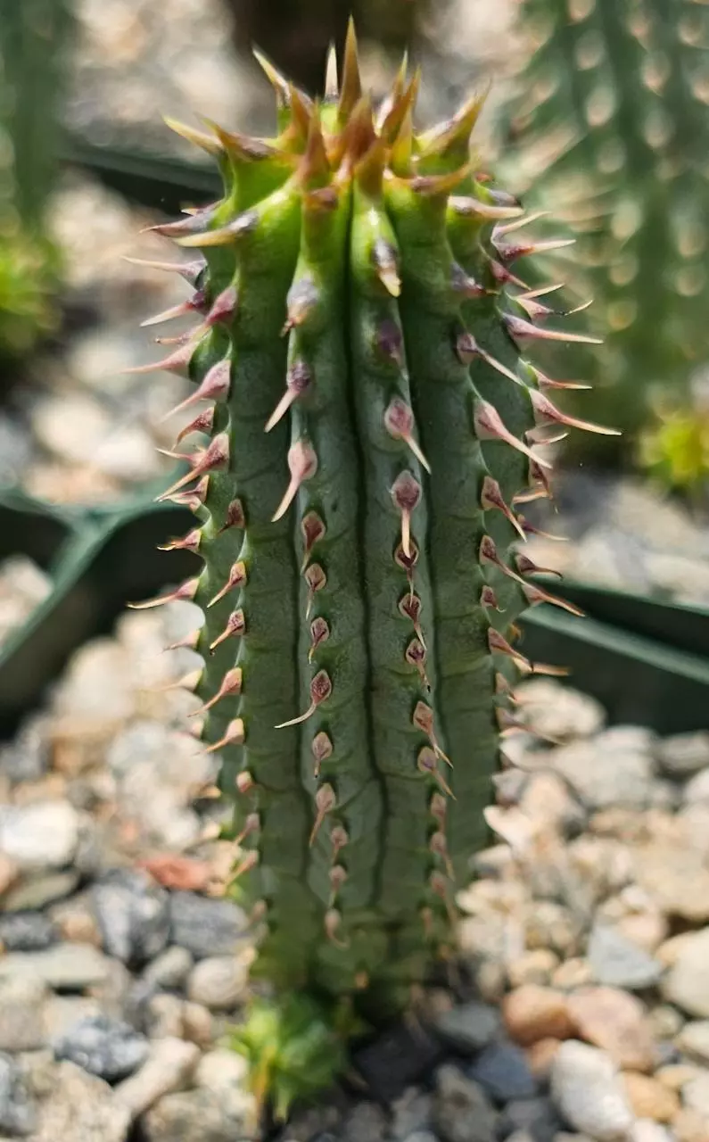 plant/Hoodia gordonii-0