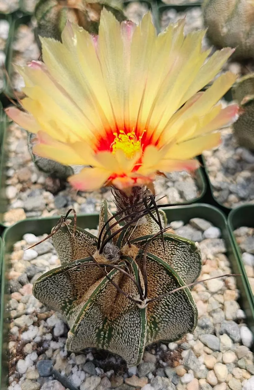 plant/Astrophytum capricorne-0