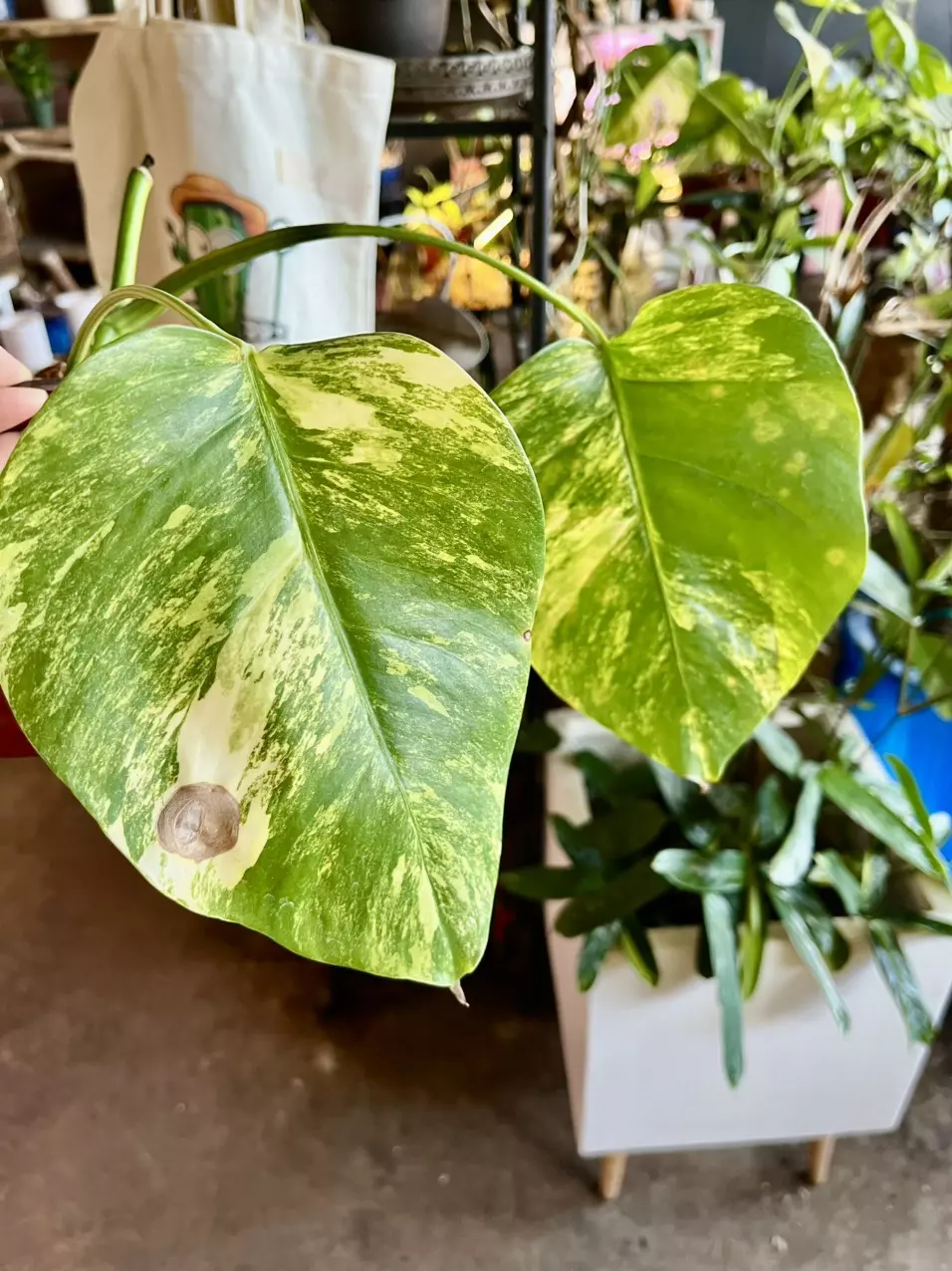 plant/Monstera Aurea high variegation potted in soil-3
