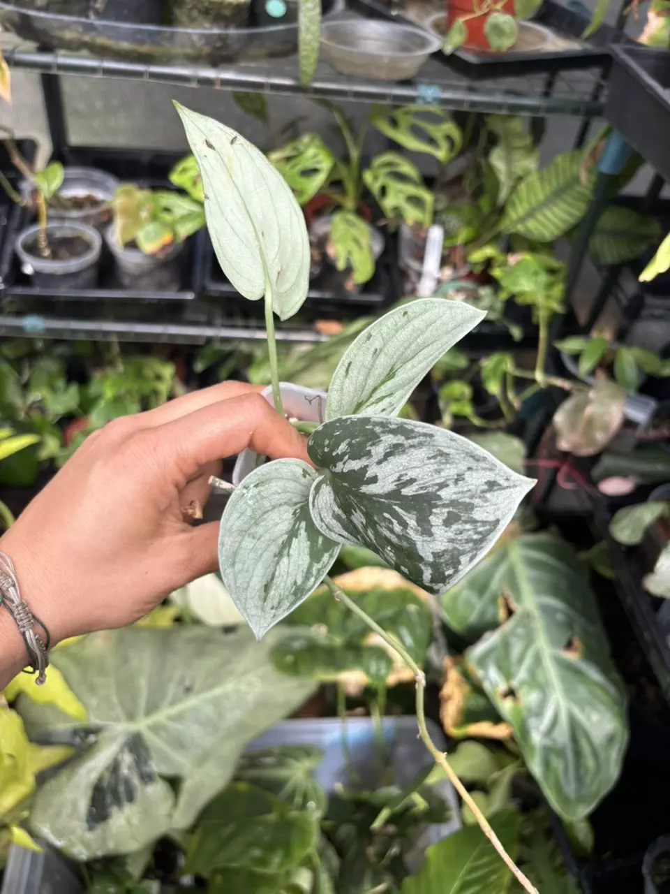 plant/Sooo silver scindapsus plant (GC)-1