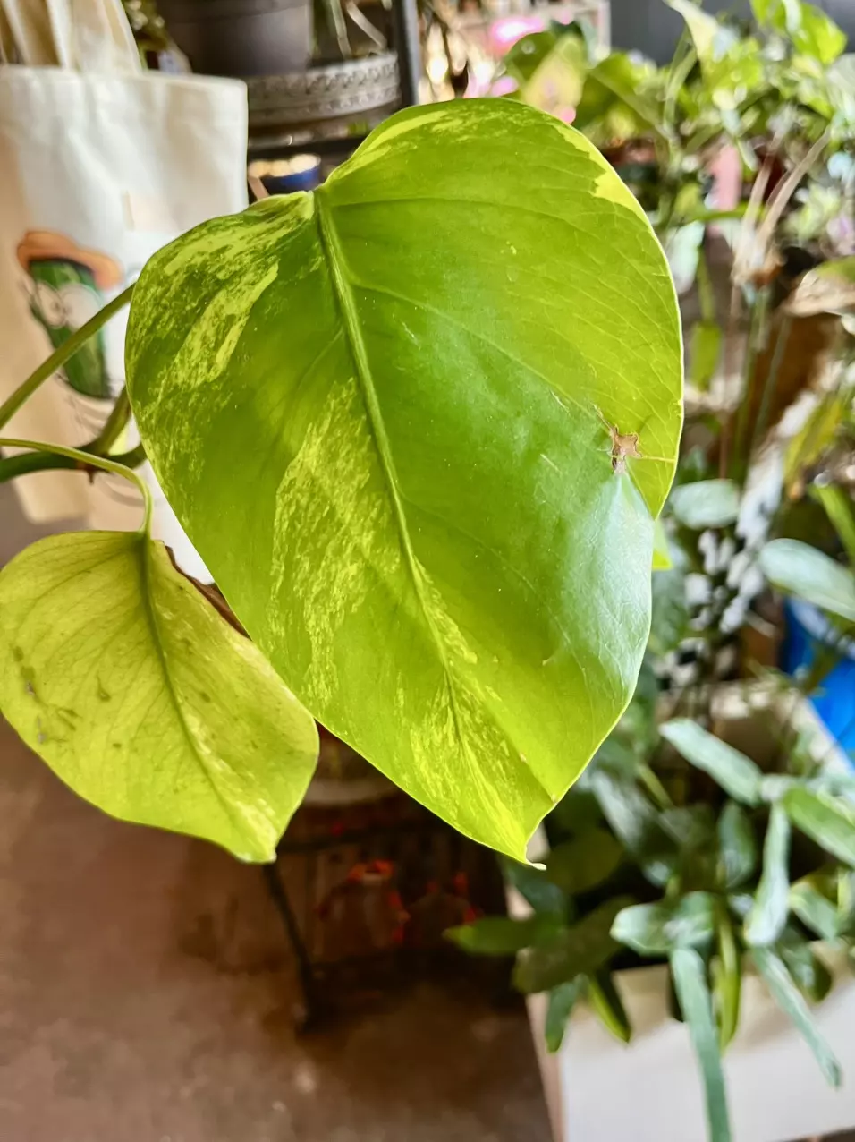 plant/Monstera Aurea high variegation potted in soil-0