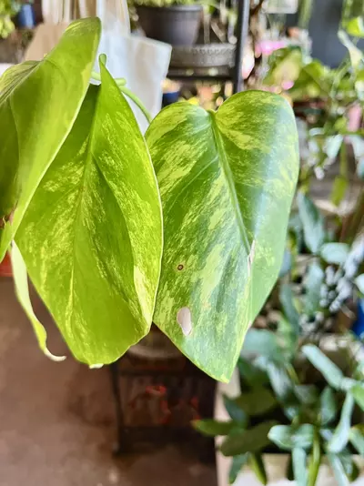 plant/Monstera Aurea high variegation potted in soil-1-thumbnail