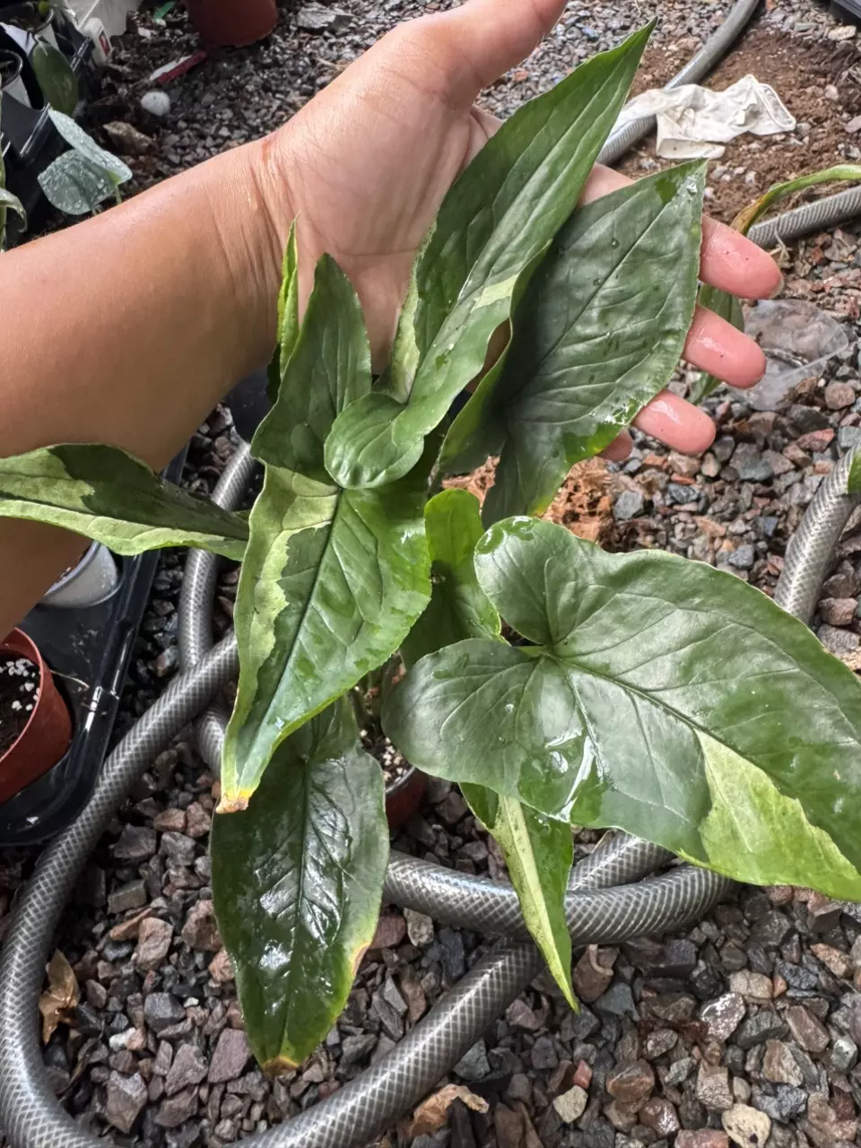 plant/Syngonium Eclipes-1