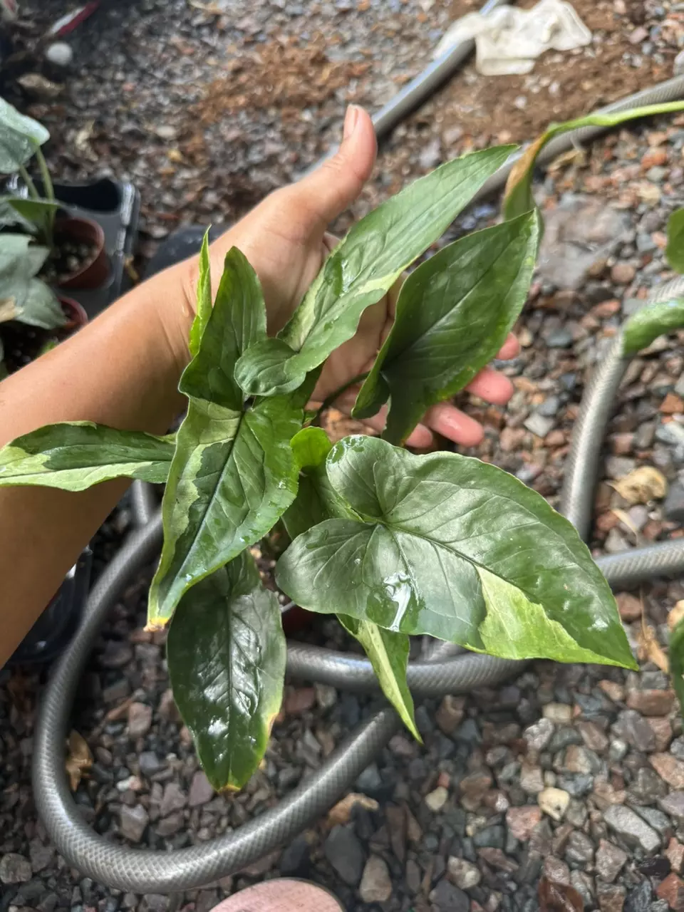 plant/Syngonium Eclipes-0