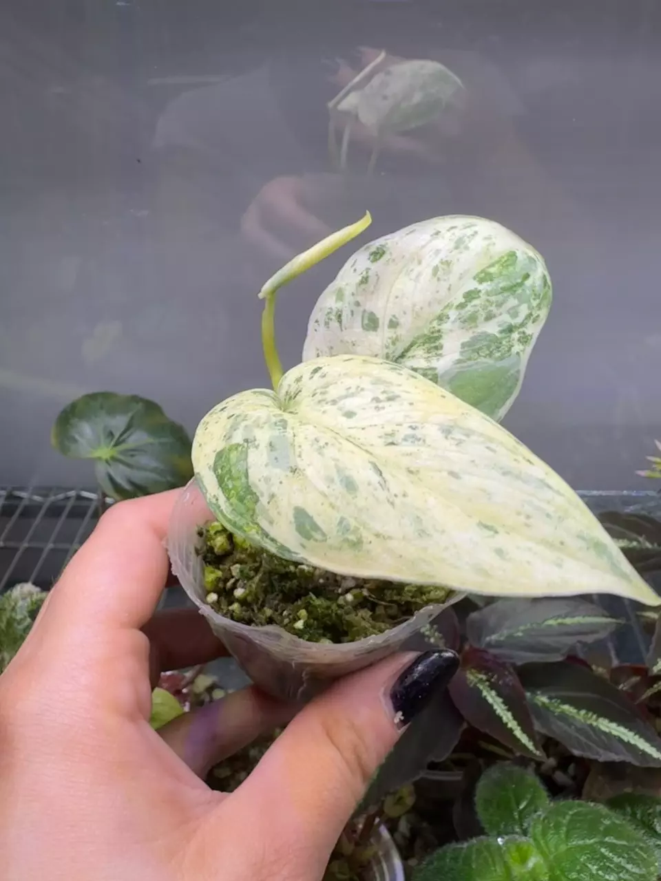 plant/Scindapsus Peasun Variegated-1