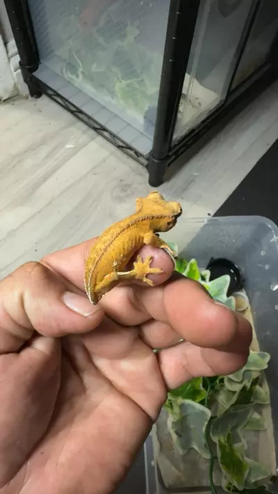 plant/Toshi tangerine base partial pin-0-thumbnail