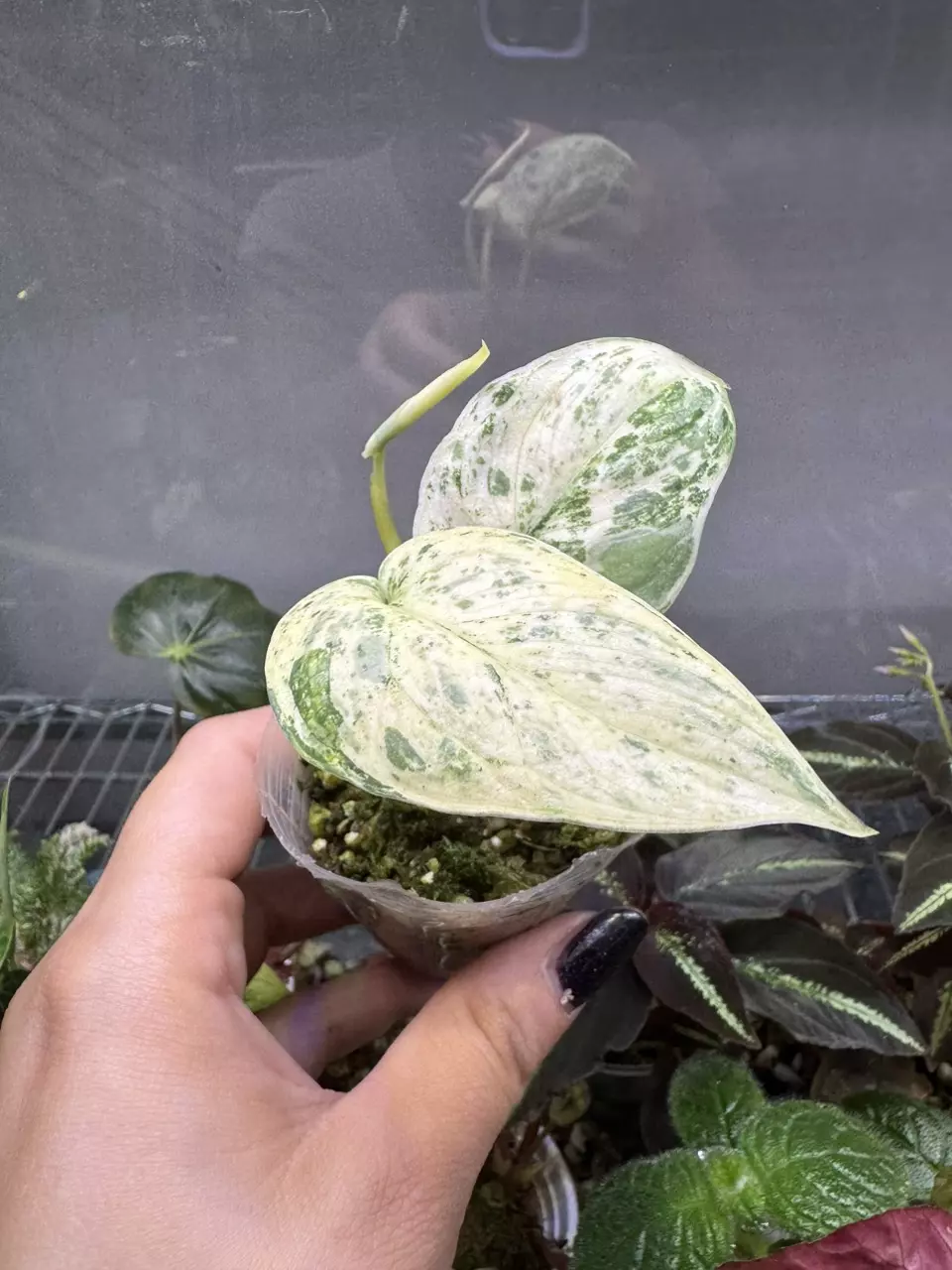 plant/Scindapsus Peasun Variegated-0