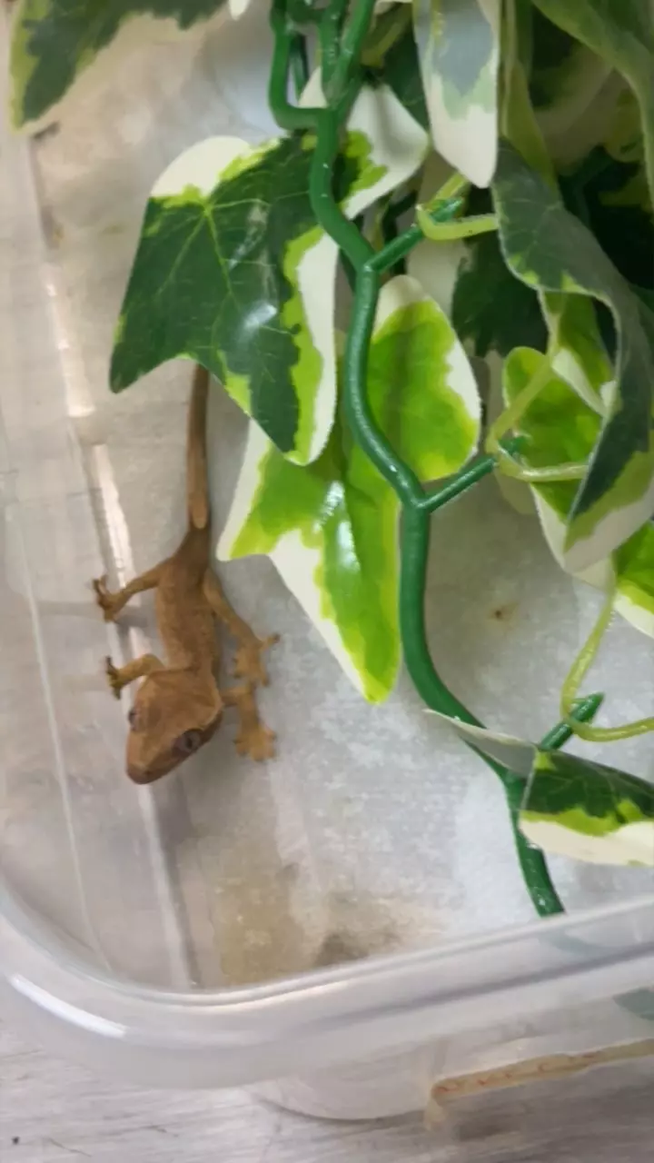 plant/Truffle brindle crested gecko-0