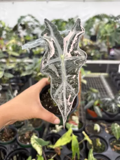 plant/Alocasia sanderiana 'Nobilis' pink variegated-0-thumbnail