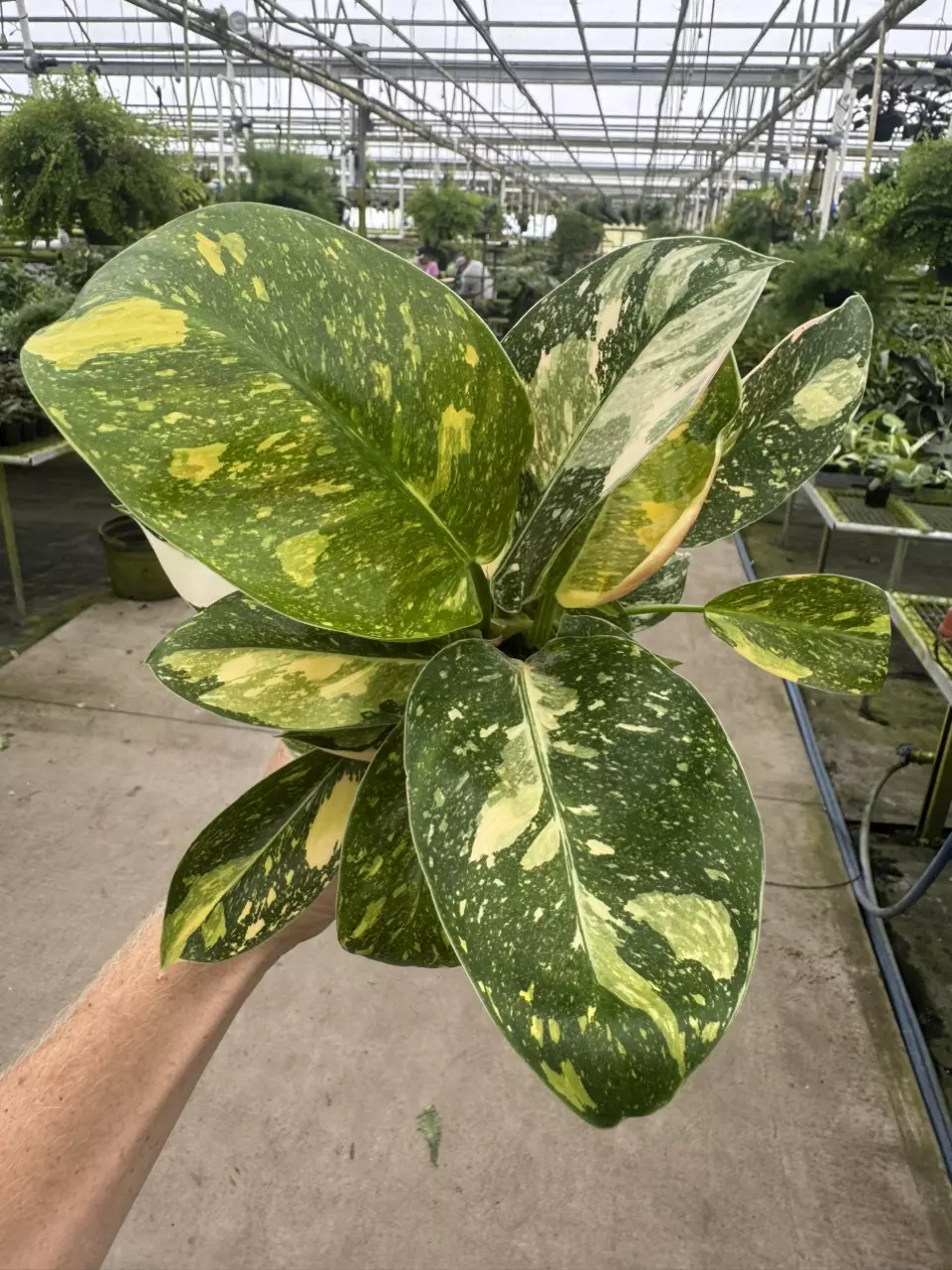 plant/Philodendron green congo nuclear 4” pot growers choice O1-0