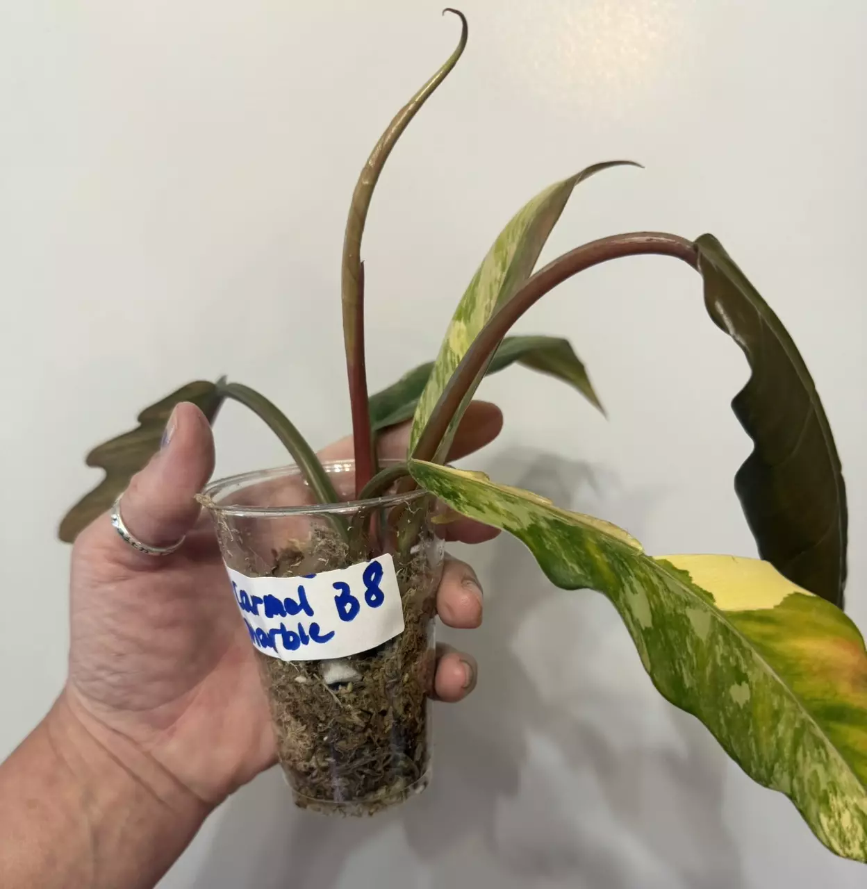 plant/B8 Philodendron Carmel Marble-1