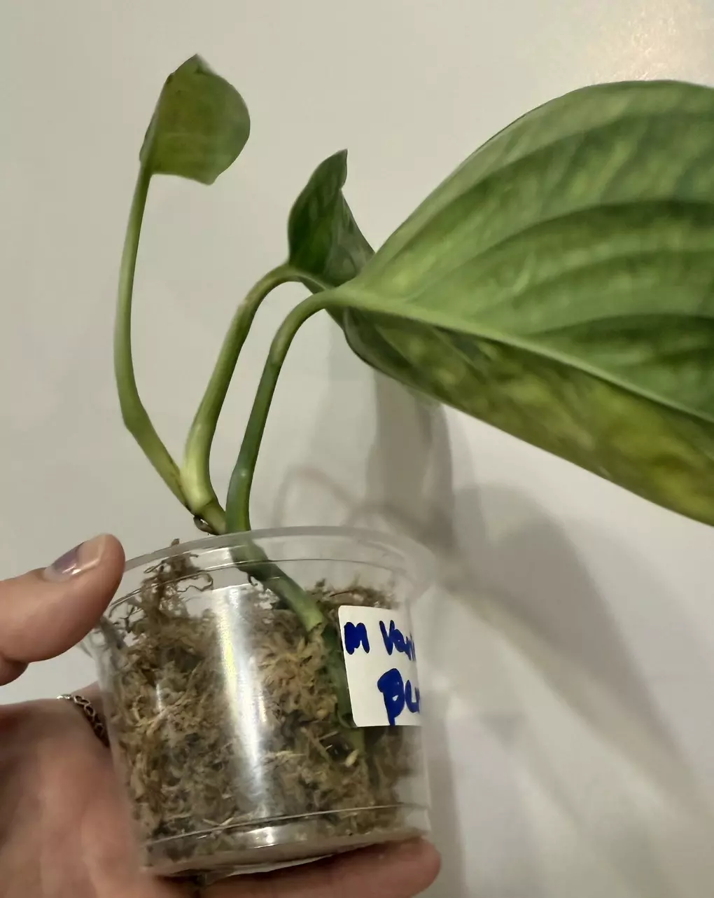 plant/B9 Monstera Variegated Peru-1