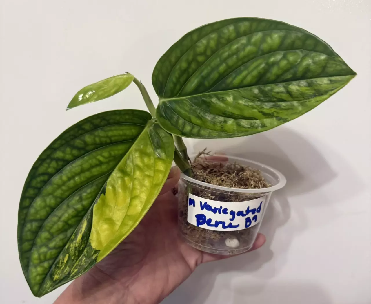 plant/B9 Monstera Variegated Peru-0