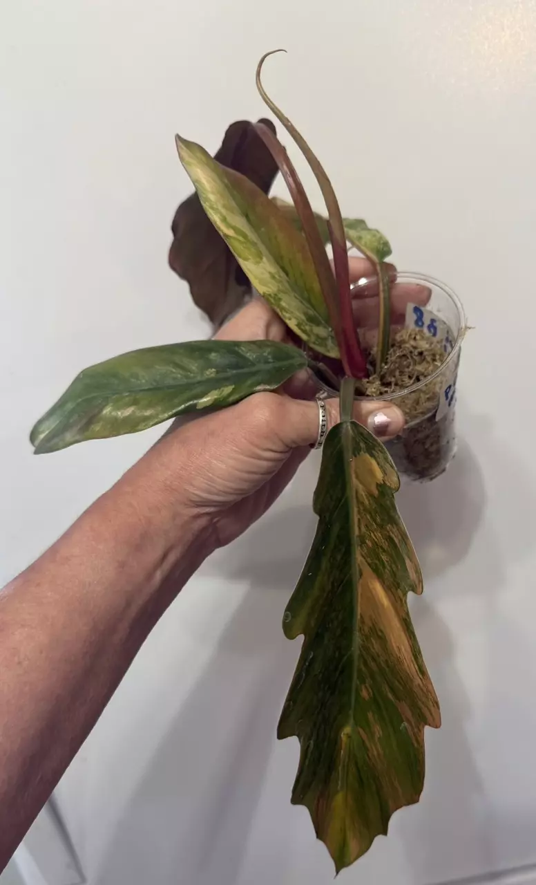 plant/B8 Philodendron Carmel Marble-0