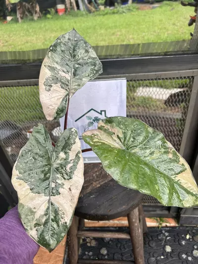 plant/Alocasia Yucatán princess pink-0-thumbnail