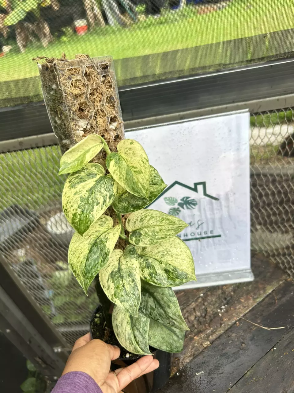 plant/Scindapsus peasun-0