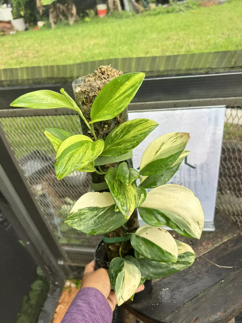 plant/Scindapsus rubicon-0