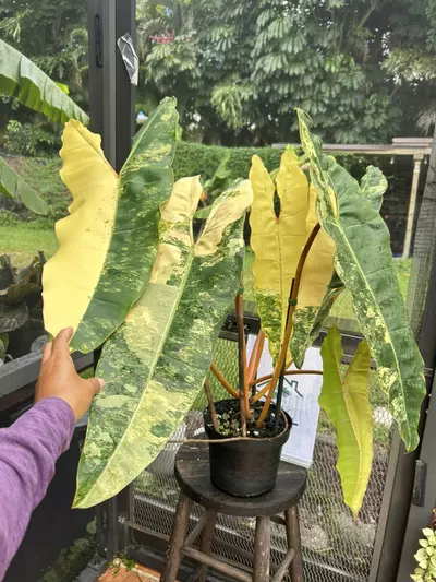 plant/Philodendron billietiae variegated-1-thumbnail