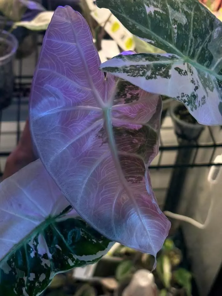 plant/Pink Dragon Albo pup-0