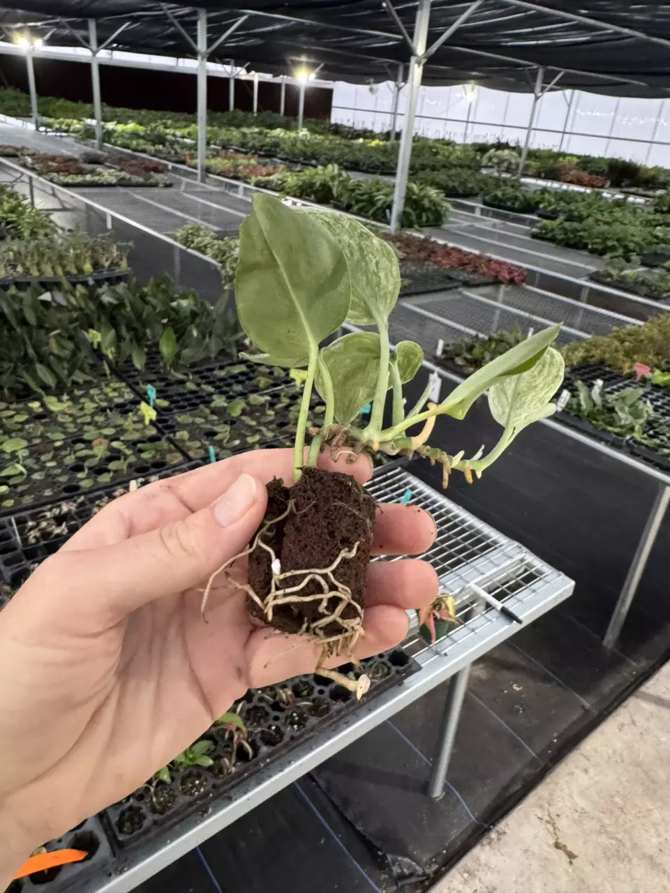 plant/Scindapsus treubii moonlight yellow starter plant growers choice DD2-6