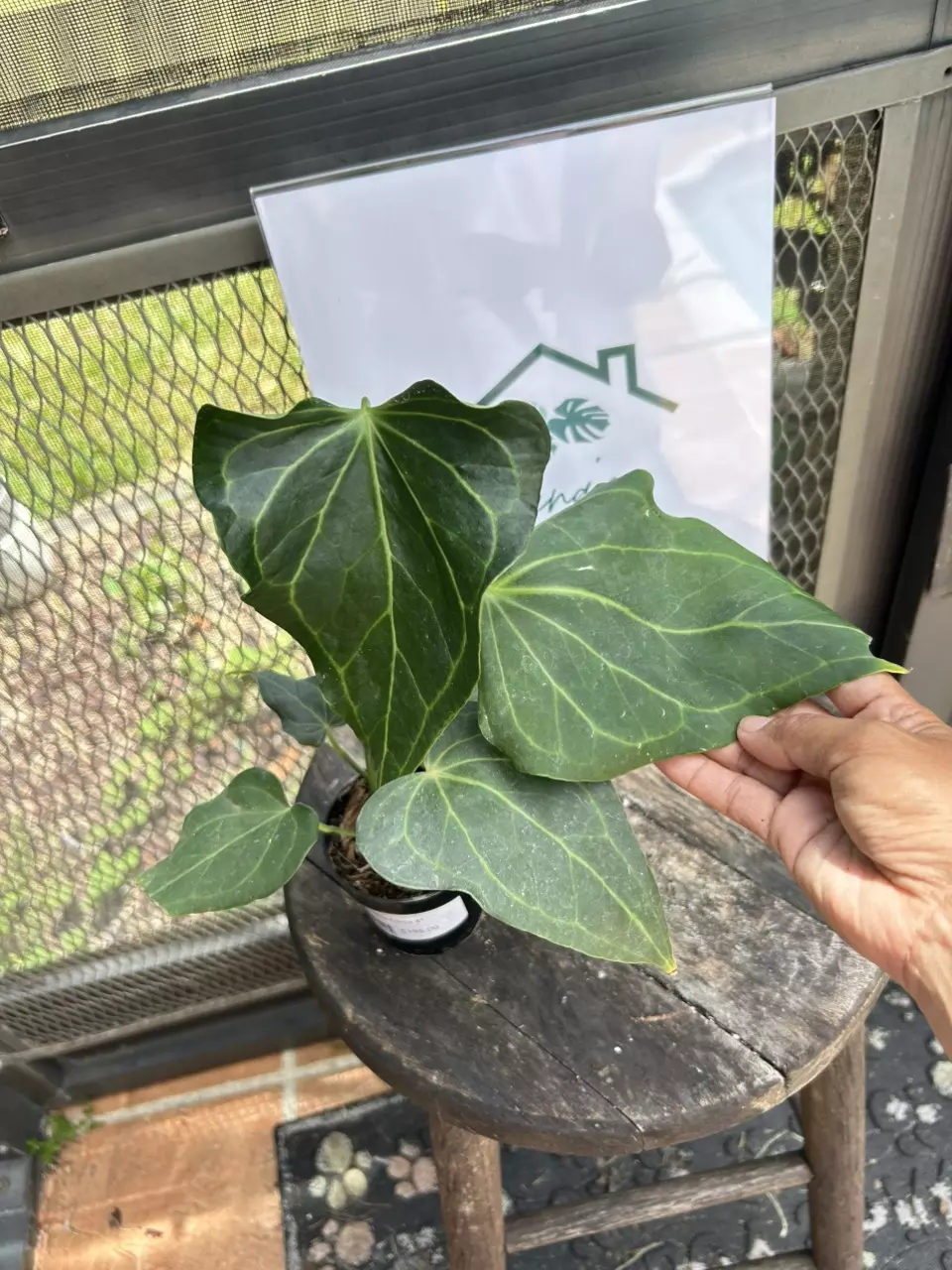 plant/Anthurium delta force tc-0